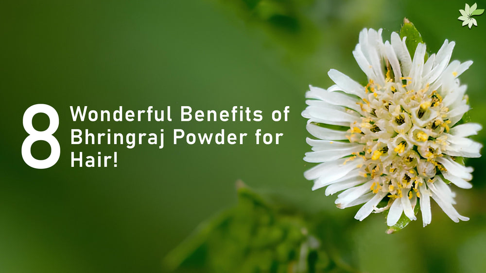8 Wonderful Benefits of Bhringraj Powder for Hair  minaturewellness