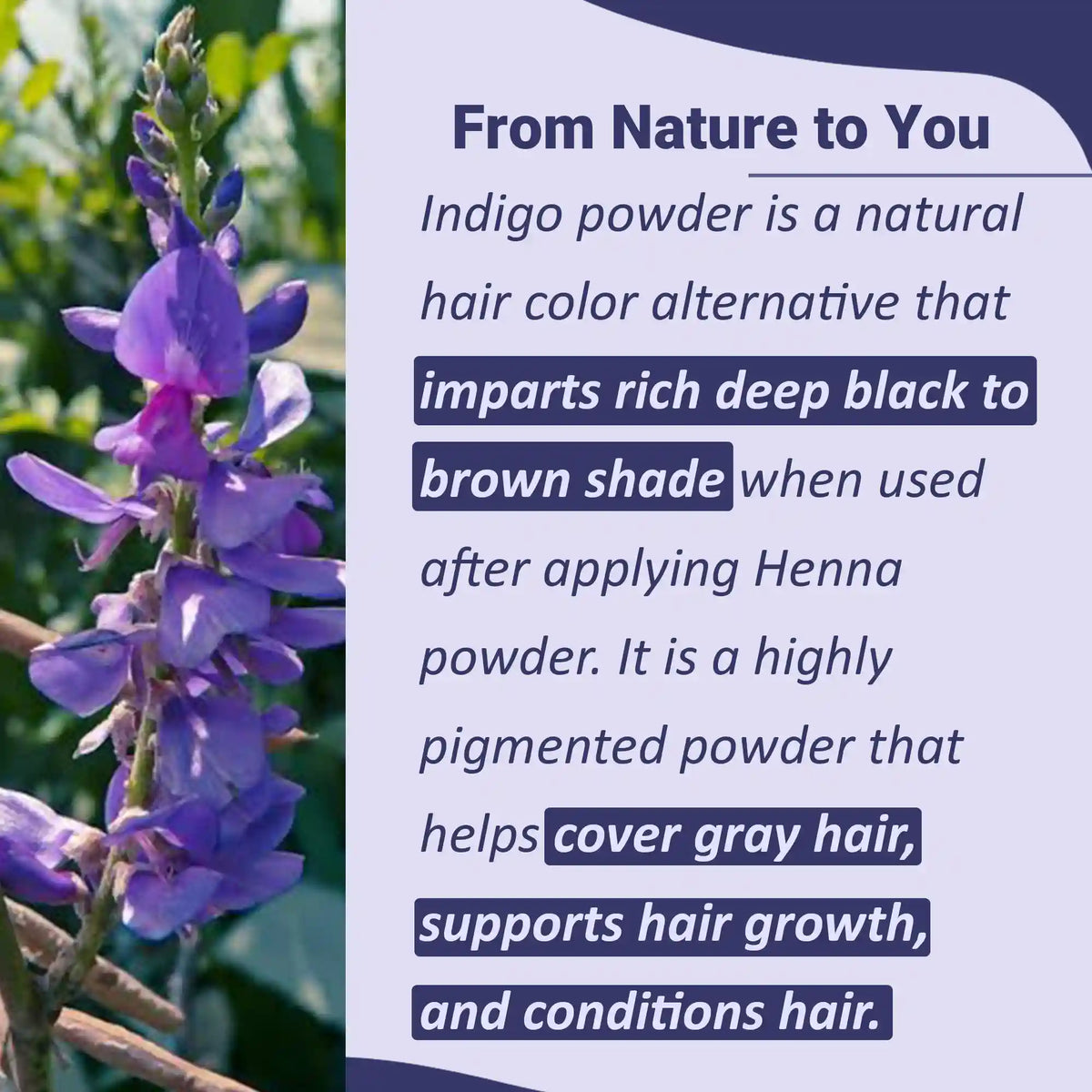 Indigo Powder